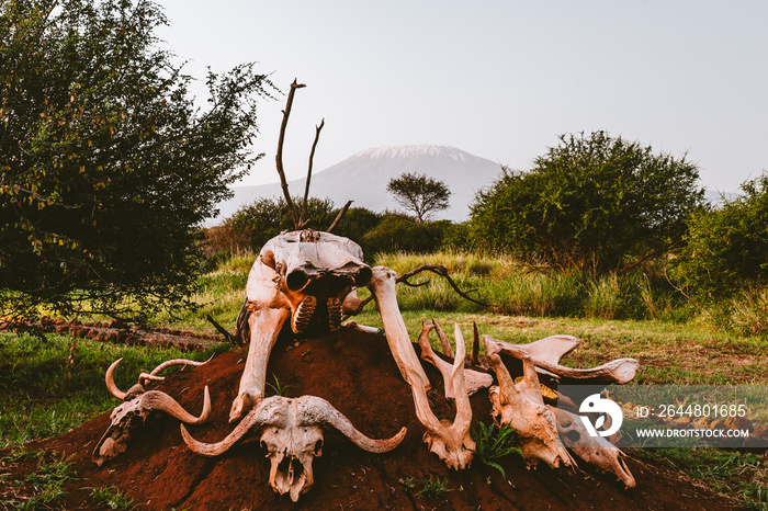 Animal carcasses on a field