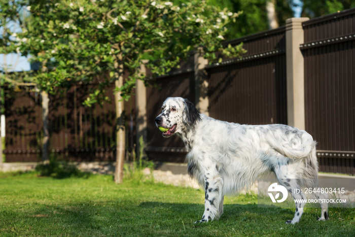 英国塞特犬在院子里散步