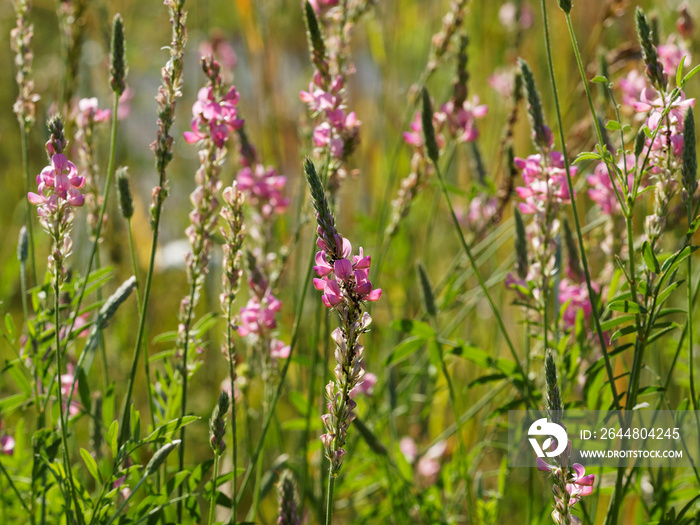 Onobrychis viciifolia - Le sainfoin cultivé, plante légumineuse aux petites fleurs rose pale, lavé d