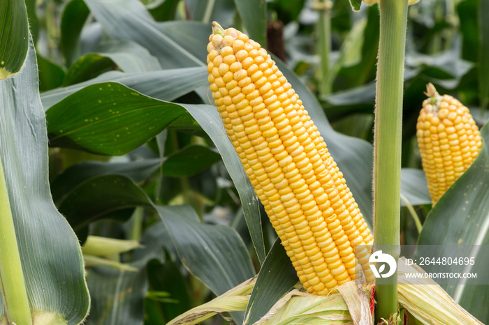 corn cob on agriculture field