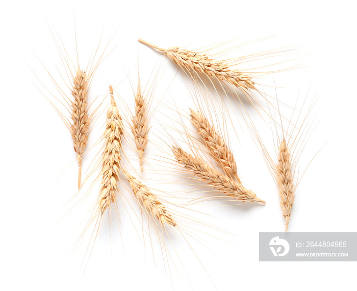 Wheat spikelets on white background