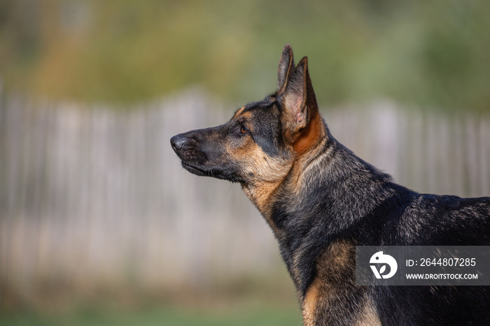 德国牧羊犬头像侧面