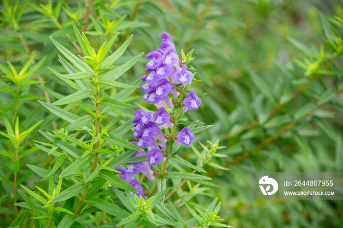 コバネバナ（黄金花、Scutellaria baicalensis Georgi、Scutellaria baicalensis、生薬名はオウゴン、黄芩）