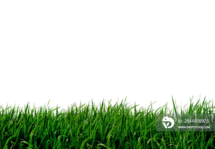 green grass fresh overlay herbal growth banners and fresh overlay stripes on white