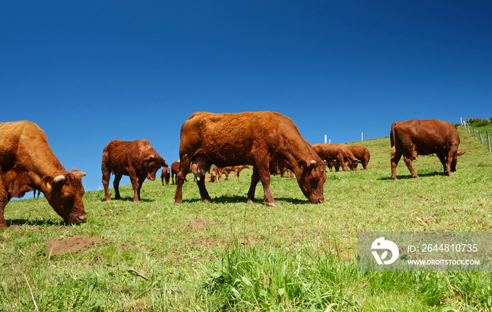 herd of cows grazing in meadow