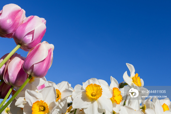 Tulips and Daffodils