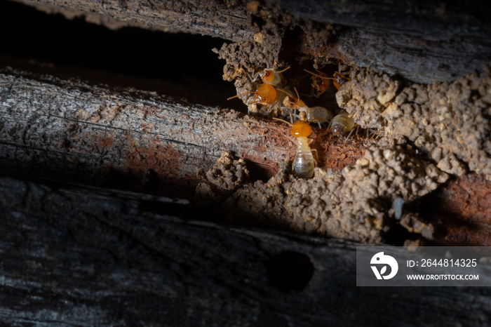 地上的小白蚁正在腐朽的木材洞穴中寻找食物