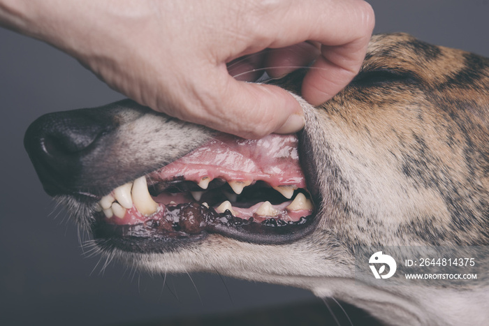 清洁狗的牙齿