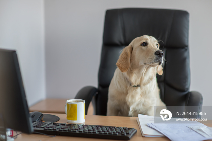 Dog golden retrievers working in office