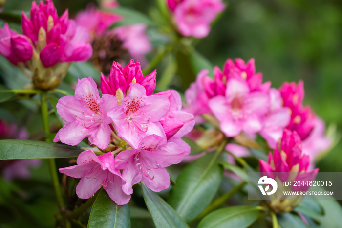 Pink rhododendron flowers in the park, Finland