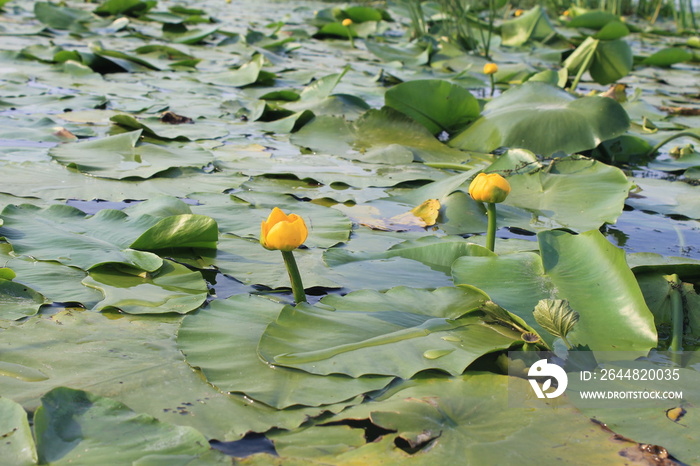 黄色的水花（Nuphar Lutea）