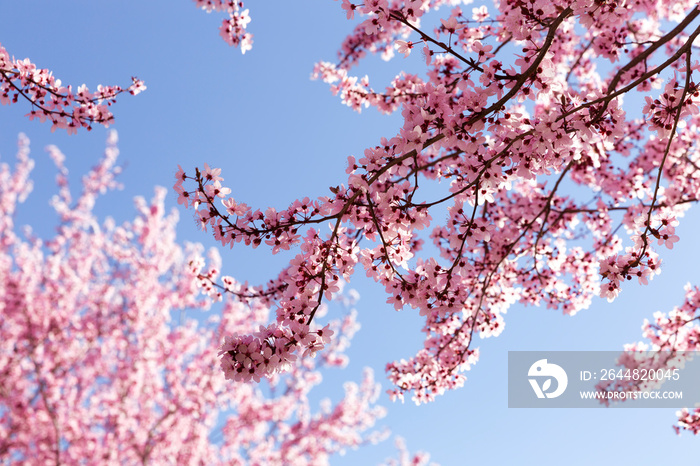 Cerezo en floración contra un cielo azul y limpio en la estación de primavera