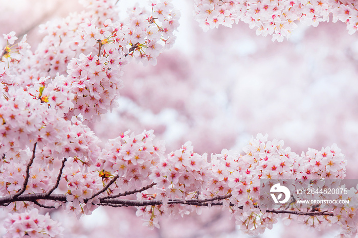 樱花在春天绽放。春天的背景。自然中的樱花，柔和的焦点。