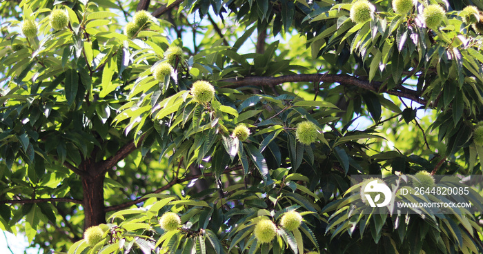 Chestnut tree