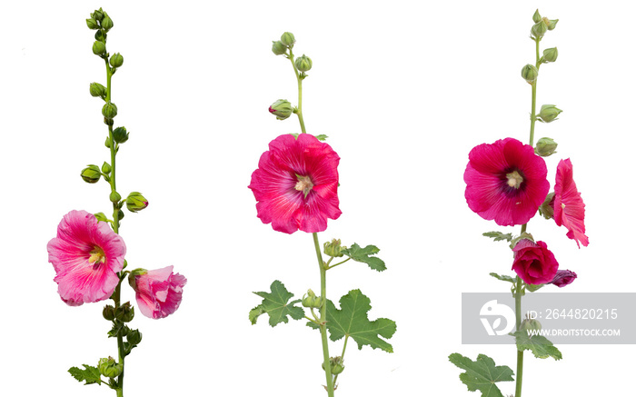 白色背景上孤立的三姐妹粉色蜀葵花（Althaea rosea）