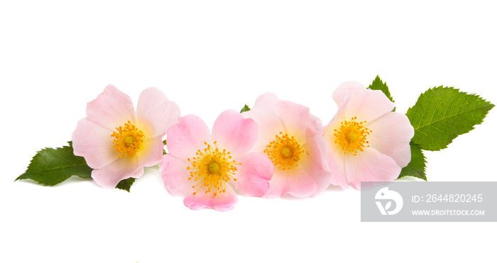 rosehip rose isolated