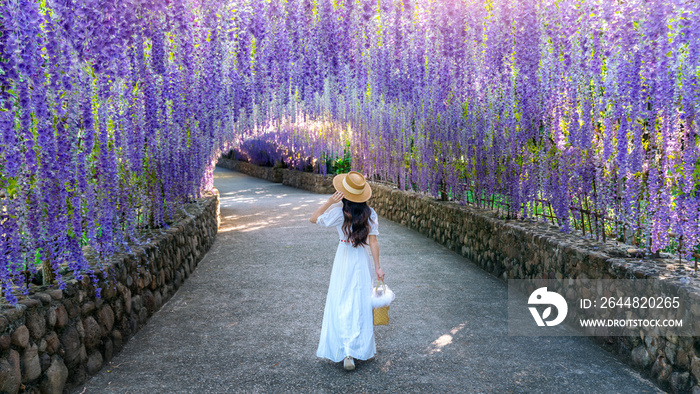 Beautiful girl walking at purple flower tunnel in Chiang Rai, Thailand.