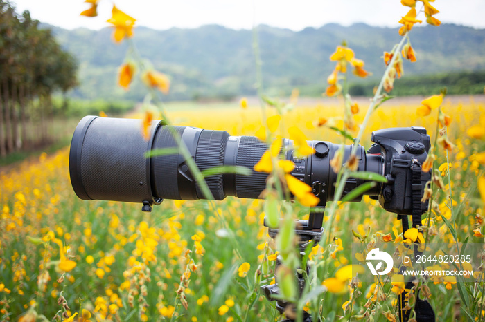 Black super telephoto lens and digital camera on tripod in flower field.