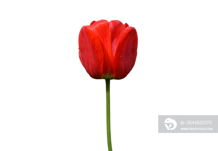 Red tulip flower isolated on white background. Tulip flower head isolated on white. Spring flowers