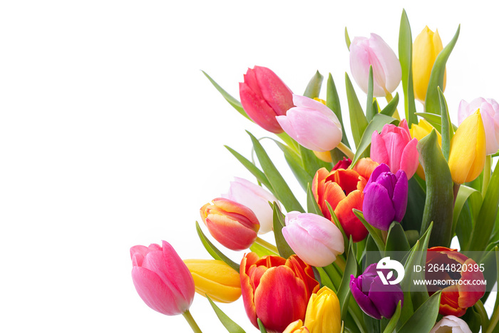 Multicolored tulips on a white background. Bouquet of spring flowers. Isolate on white background