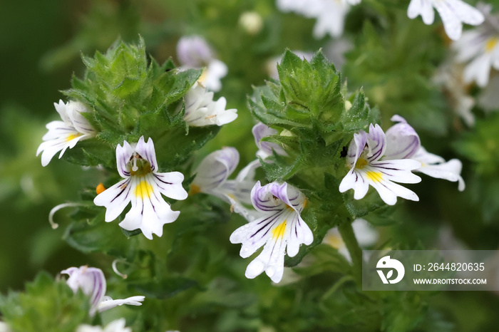 Eyebright，芬兰野生的非常传统的药用植物