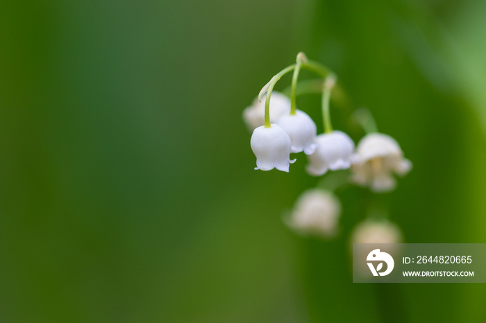 Blooming lily of the valley flowers