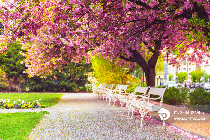 有樱花和长椅的空公园