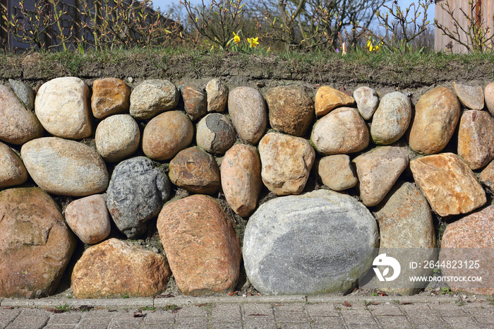 Frisian stone wall planted with Wild daffodil and Ramana roses