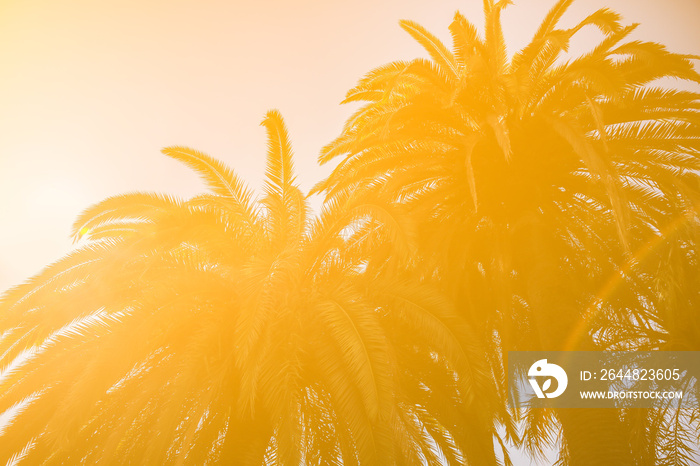 Palm trees on blue sky background.