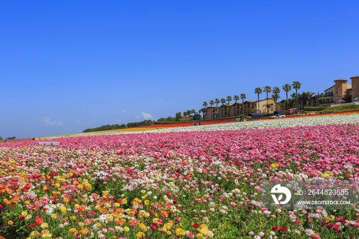 The Flower Fields