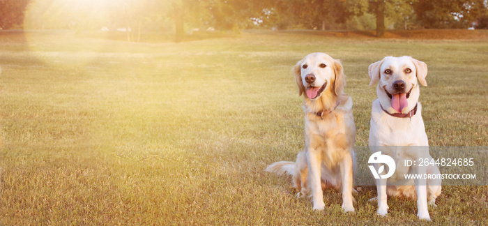 WEBSIDE BANNER TWO HAPPY DOGS LABRADOR AND GOLDEN RETRIEVER SITTING IN THE GRASS ON SUMMER HEAT.