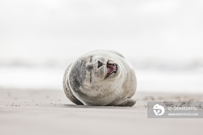 Robbe am strand