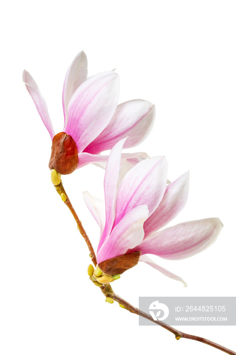 Two magnolia flower on a white background