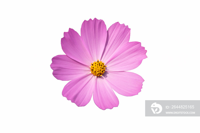 Pink cosmos flower isolate white background with clipping-path.