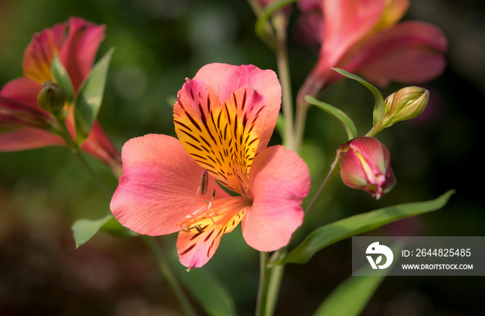 美丽的橙色秘鲁百合，印加百合（Alstroemeria）的特写