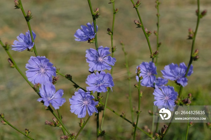 Purple flowers of chicory (Cichorium intybus) on the meadow - medicinal plant