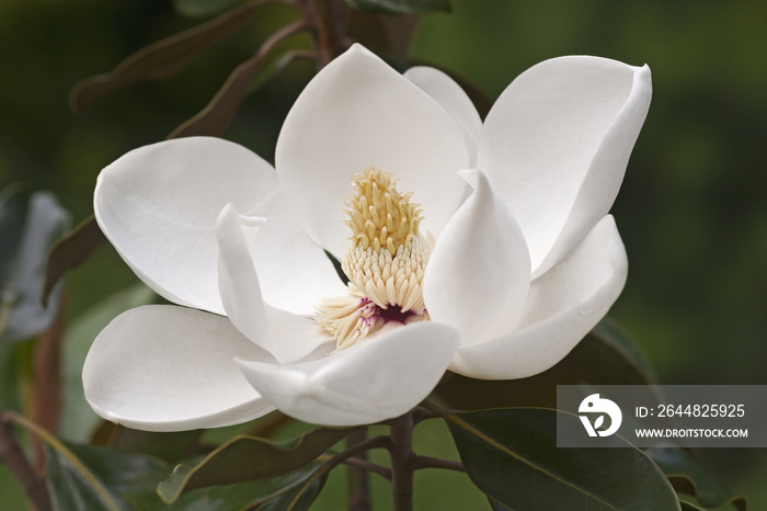 Southern magnolia (Magnolia grandiflora). Called  Evegreen Magnolia, Bull Bay, Bullbay Magnolia, Lau