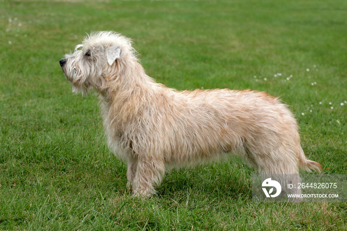 Typical Irish Glen Terrier  on a green grass lawn