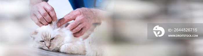 Veterinarian examining the ear of a sacred cat of burma. panoramic banner