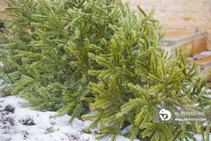 Recycle and dispose of Christmas tree