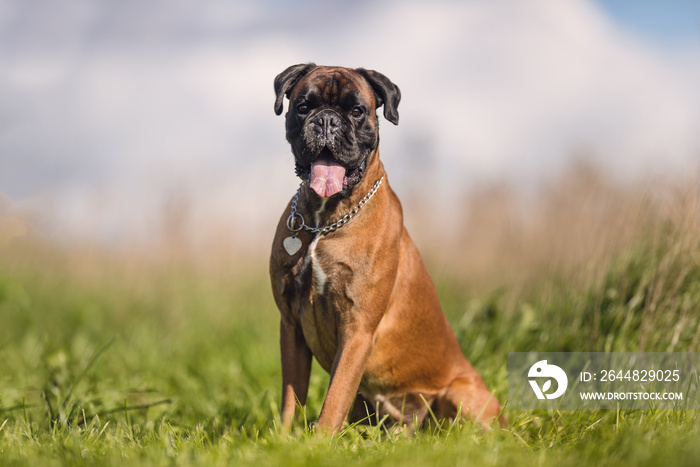 Portrait of a dog