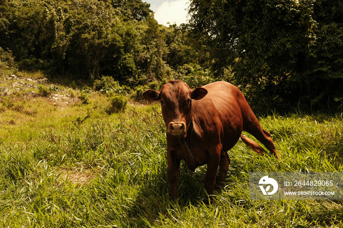 cow in the field