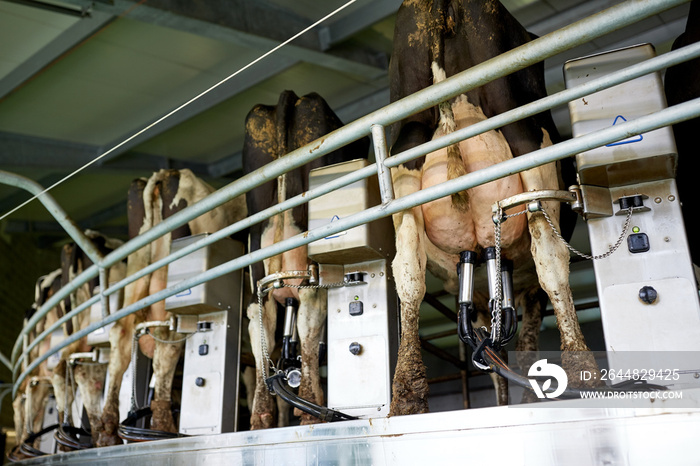 cows and milking machine at rotary parlour on farm