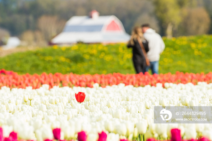 Single Red Tulip Stands Out in a Crowd of White Tulips in Front of Strolling Couple