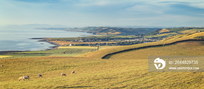 Grazing Sheep on Coastal Hills in Wales, UK