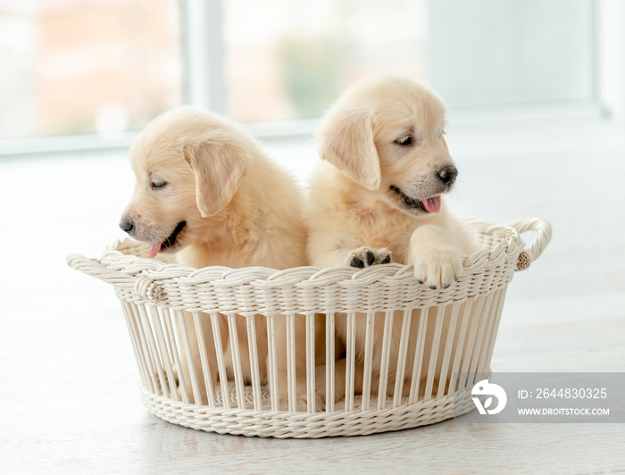 Retriever puppies inside basket