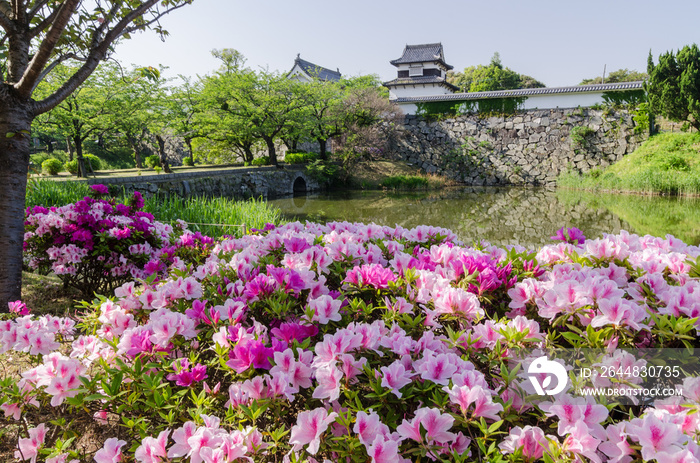 つつじ咲く舞鶴公園