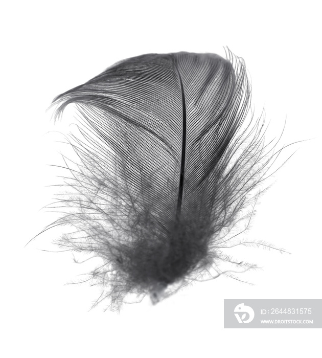 Beautiful black feather isolated on white background