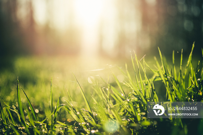 grass and sunlight