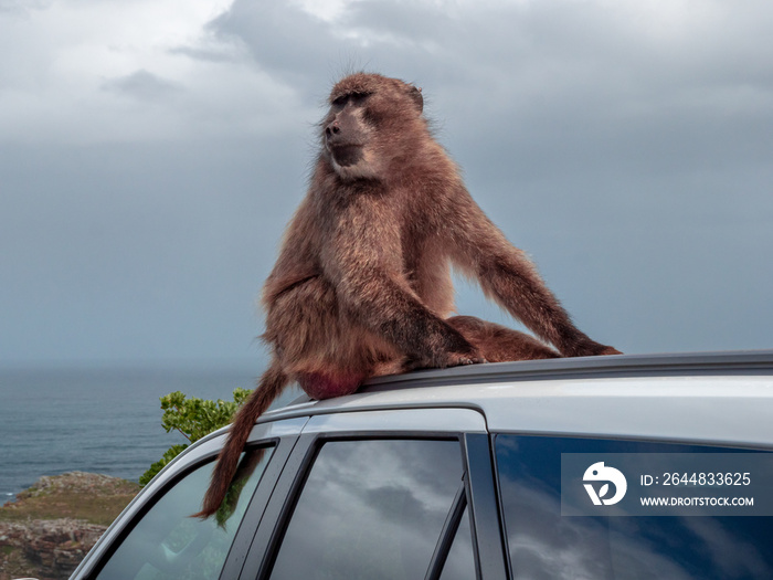 South African Baboons are dangerous when you leave your car open